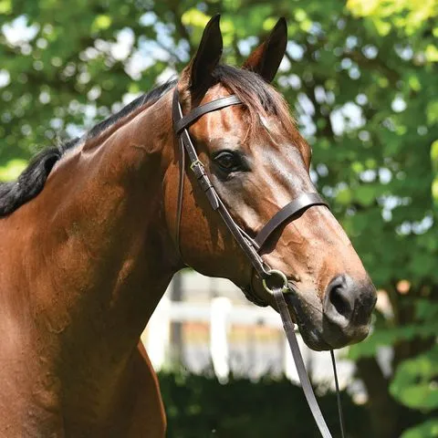 Grainge Show Snaffle Bridle